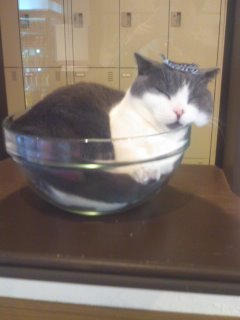 猫カフェ猫家１