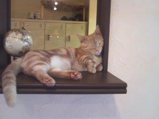 猫カフェ猫家５