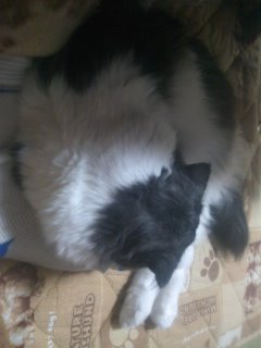 足を枕に気持ち良く寝てます。