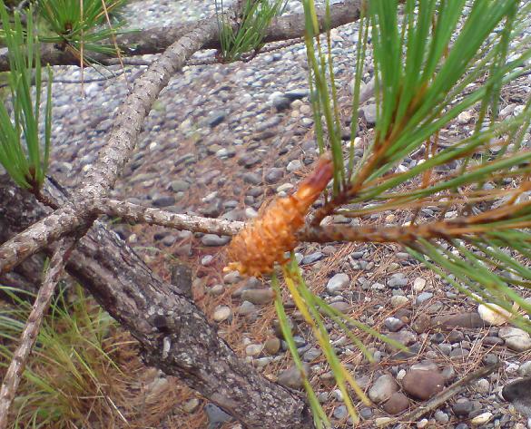 小さなエビフライ