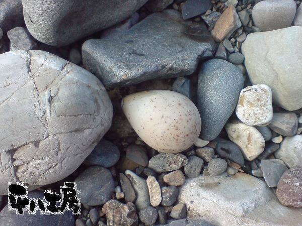 千鳥の卵（たぶん）