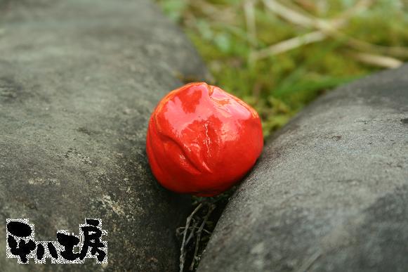 龍馬、日本の夜明けを語る-5