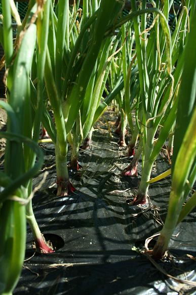 ツチノコは農業の神様の使い