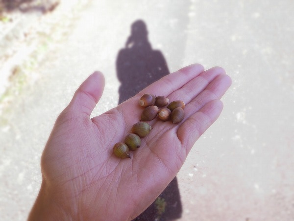 11月１８日の嶋津