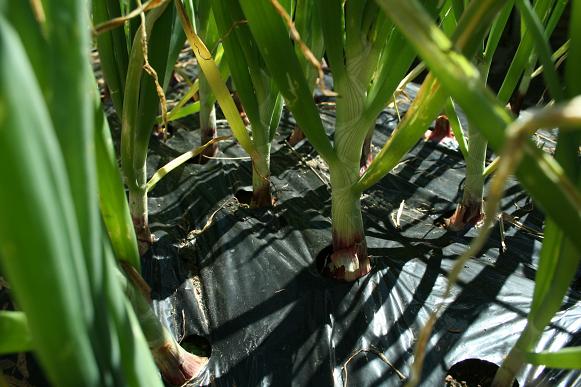 ツチノコは農業の神様の使い