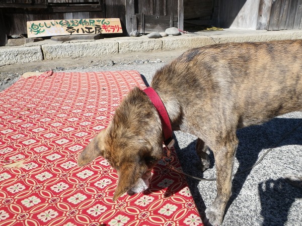 11月１８日の嶋津