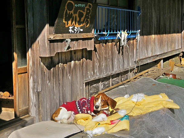 11月１８日の嶋津