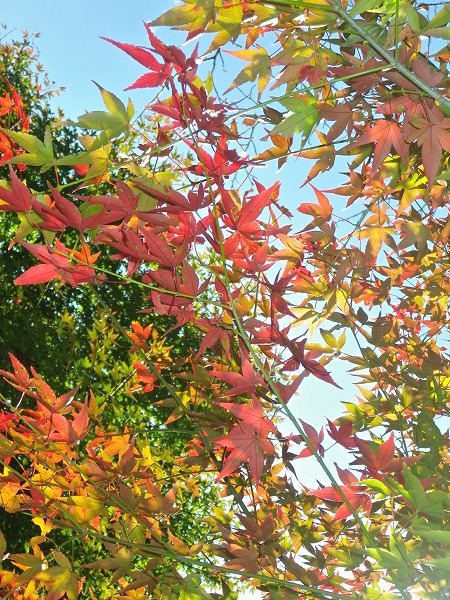 11月１８日の嶋津