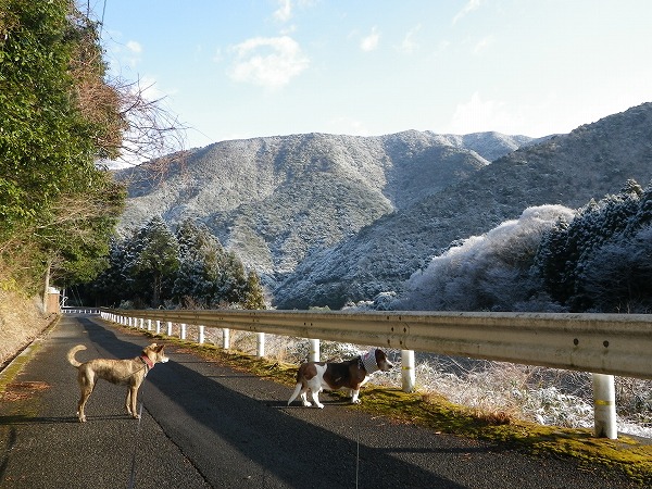 雪が降りました