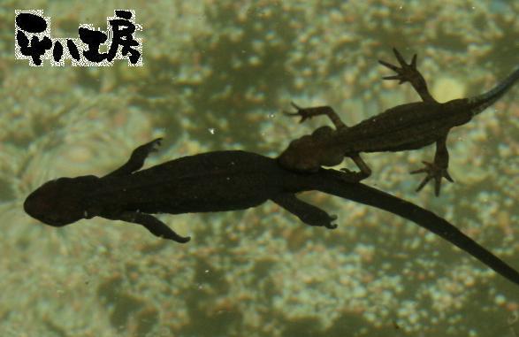 平八工房ギャラリー