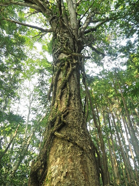 和歌山県新宮市熊野川町嶋津