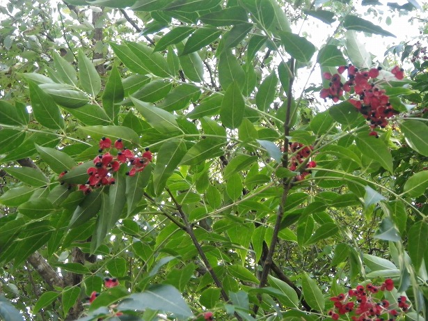 和歌山県新宮市熊野川町嶋津