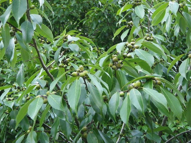 和歌山県新宮市熊野川町嶋津