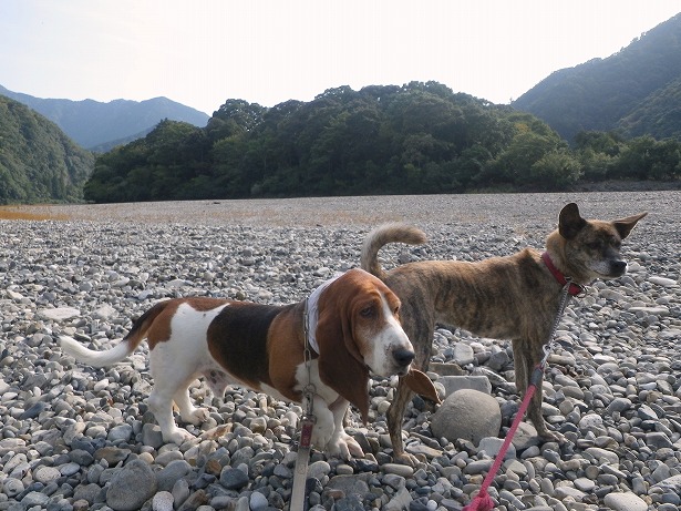 和歌山県新宮市熊野川町嶋津