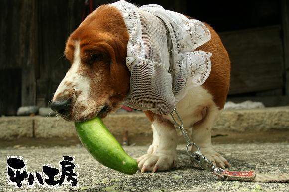 キュウリ食う犬