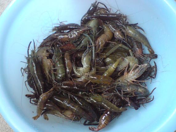 川エビ（テナガエビ）