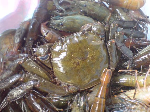 川エビ（テナガエビ）