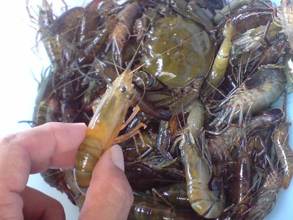 川エビ（テナガエビ）