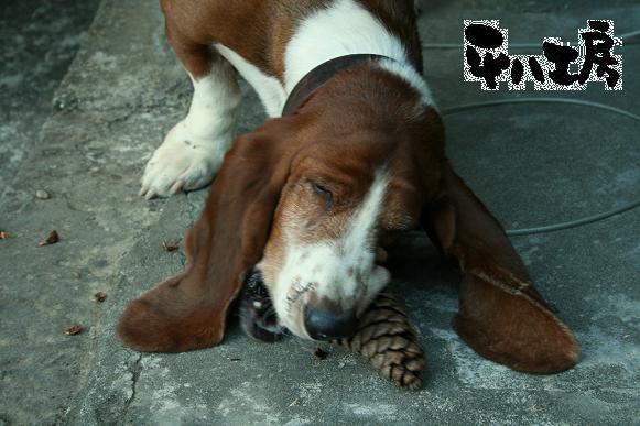 まつぼっくりをかじる犬