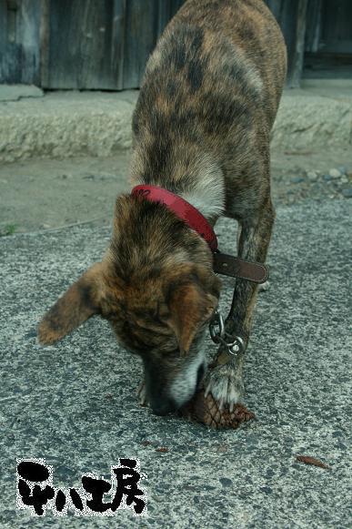 まつぼっくりをかじる犬