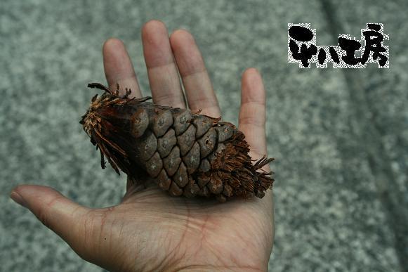 無残な姿のまつぼっくり