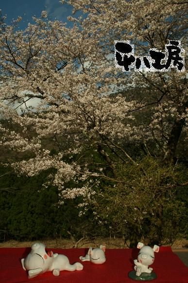 お花見ブタさん1