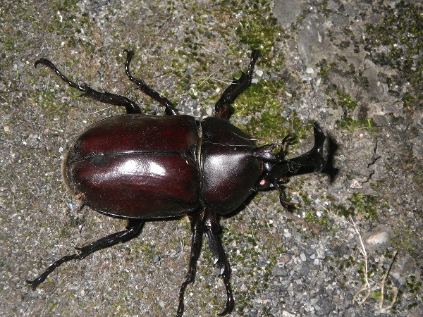 カブトムシ