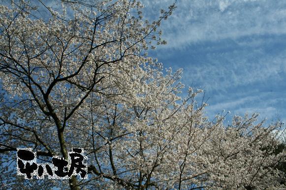 お花見ブタさん4