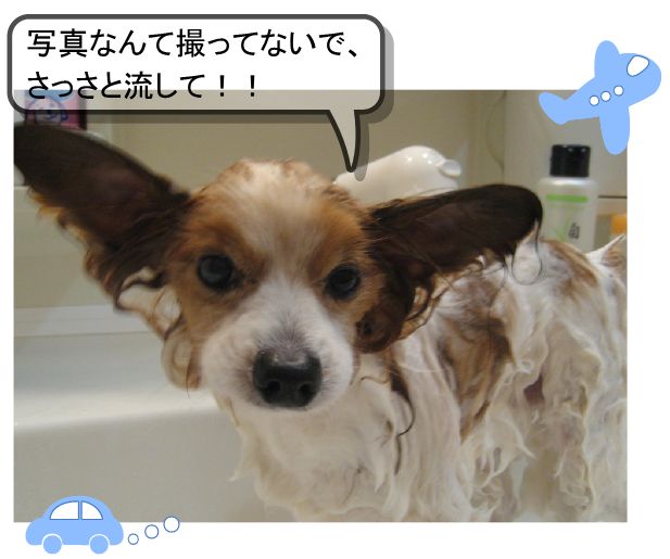 20110202シャンプー３