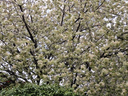 八重桜、薄緑色１.jpg
