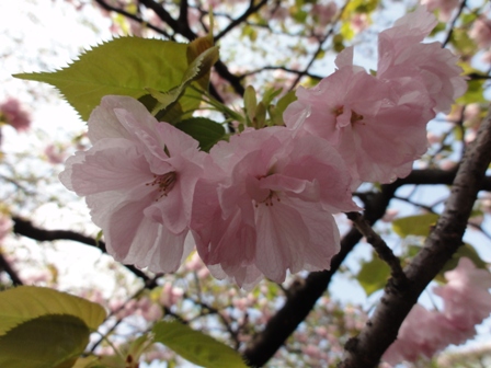 八重の桜うすピンク１.jpg