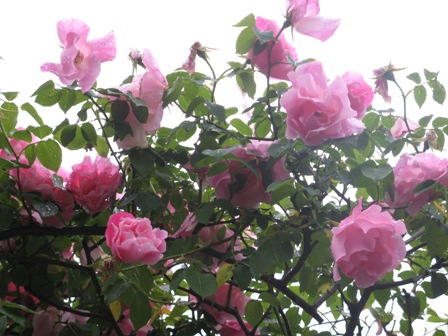 018 ピンクノンバラ.JPG