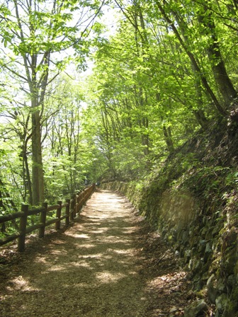 050 新緑の森、.JPG