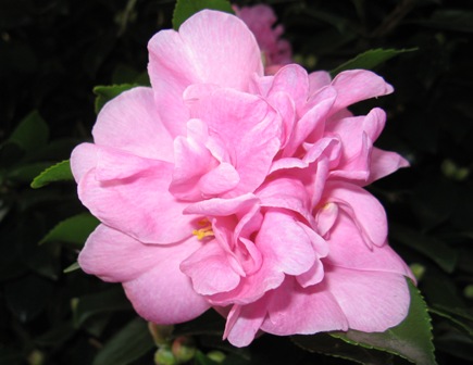 １042 サザンカ　ピンク　複雑咲き.jpg