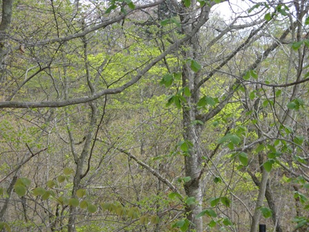 146 芽吹きの森.JPG