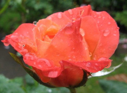 007 雨のバラ３.JPG