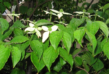 004 ヤまボウシ.JPG