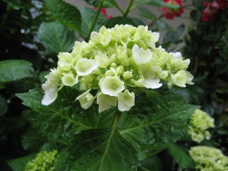 001 アジサイ１.JPG