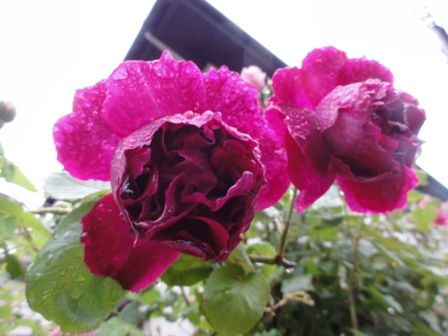 雨上がりのバラ　濃いピンク　１.jpg