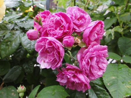 雨上がりのバラ　濃いピンク房咲き　１.jpg