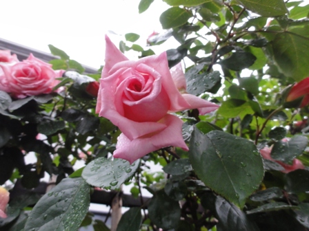 雨上がりのバラ　ピンク１.jpg