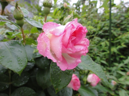 雨上がりのバラ　ピンク２.jpg