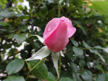 雨上がりのバラ　ピンク蕾１.jpg