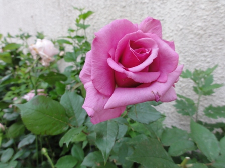 濃いピンクのバラ３.jpg