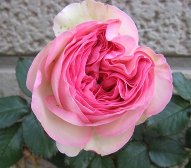 009 ピンクのバラ２.JPG