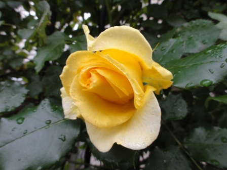 雨上がりのバラ　黄色１.jpg