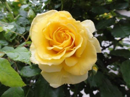 雨上がりのバラ　黄色３.jpg