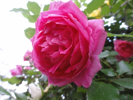 濃いピンクのバラ２.jpg