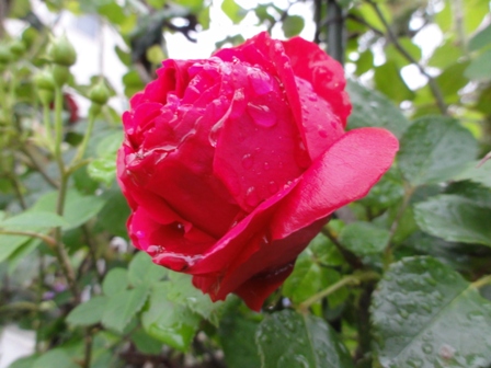 雨上がりのバラ　赤２.jpg