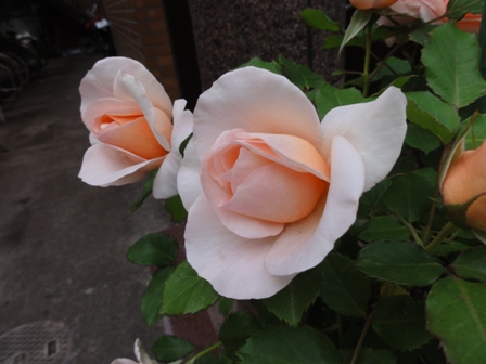 淡いオレンジのバラ２.jpg